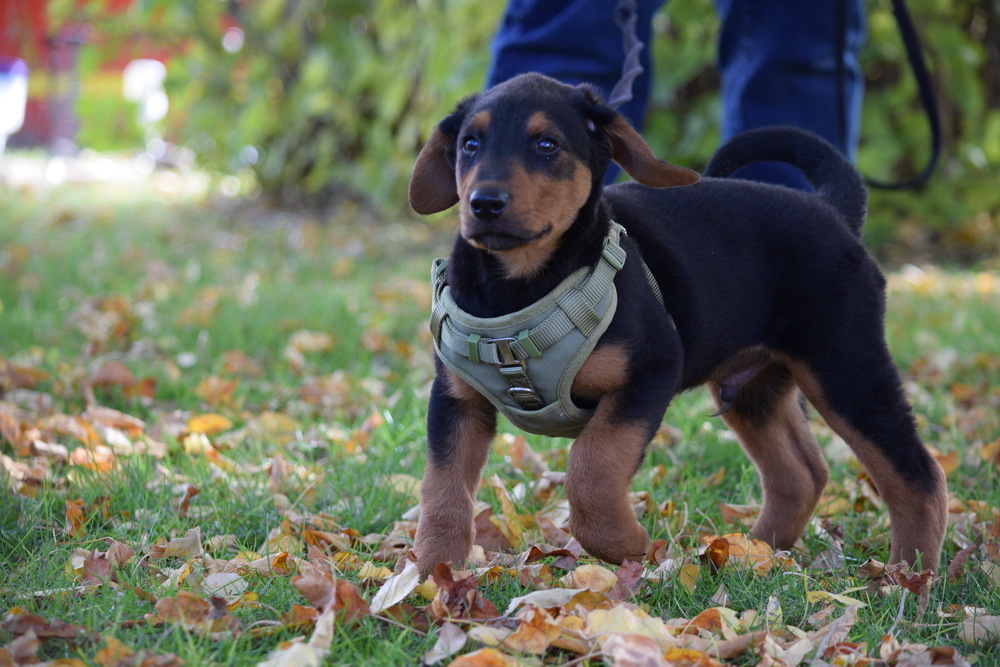 Thumper, an adoptable Airedale Terrier, Plott Hound in Salmon, ID, 83467 | Photo Image 1