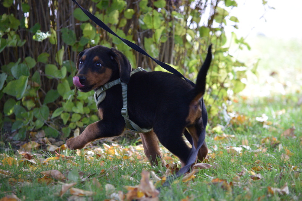 Thumper, an adoptable Airedale Terrier, Plott Hound in Salmon, ID, 83467 | Photo Image 2