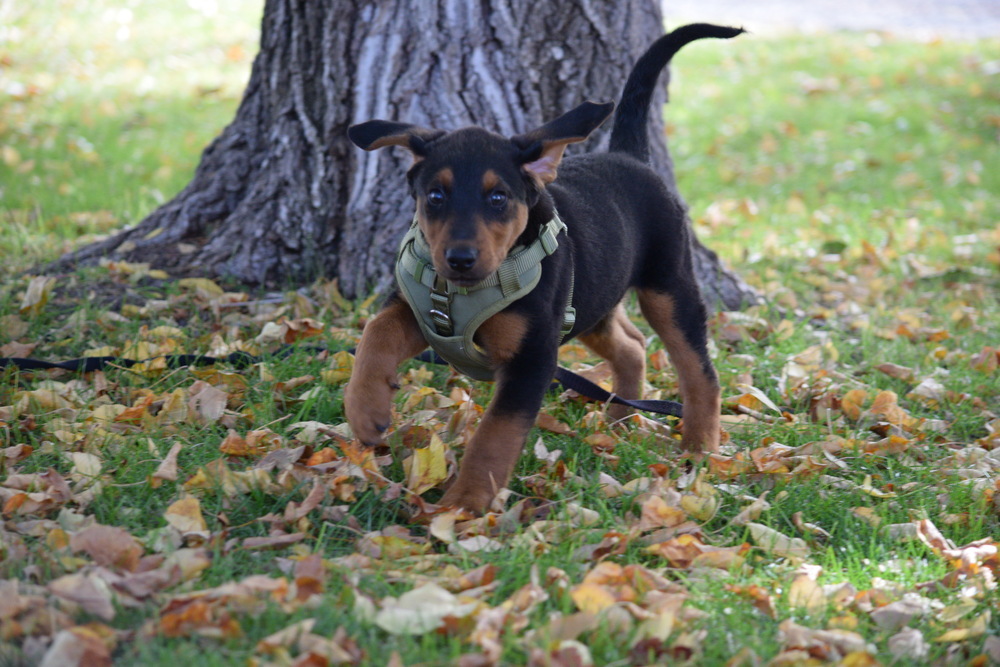Thumper, an adoptable Airedale Terrier, Plott Hound in Salmon, ID, 83467 | Photo Image 3