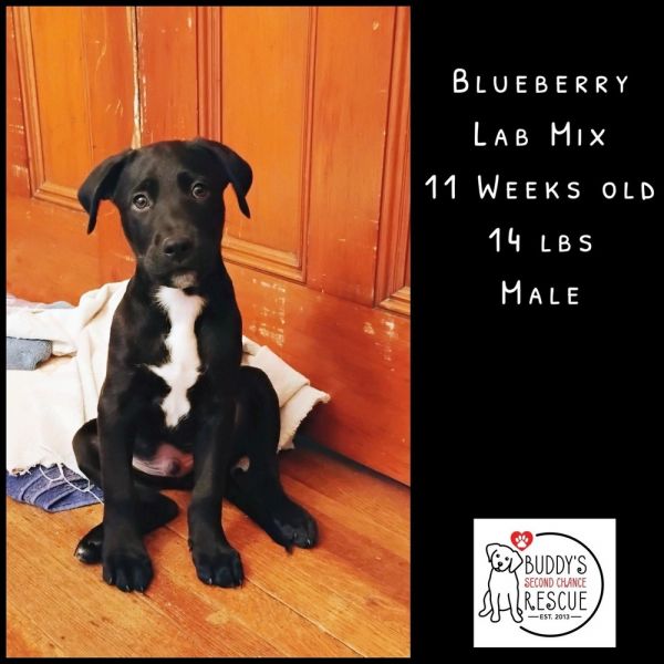 Blueberry