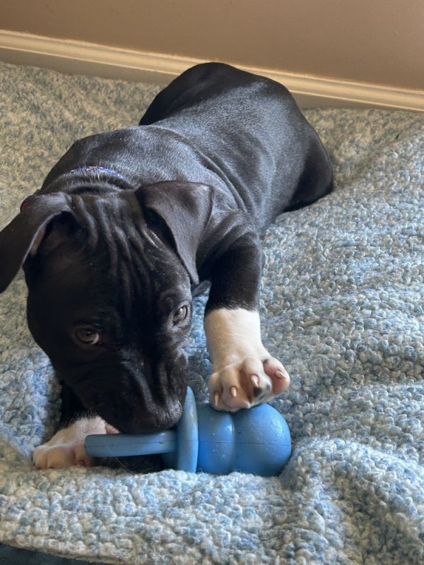 Milo