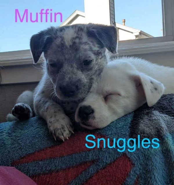 Muffin