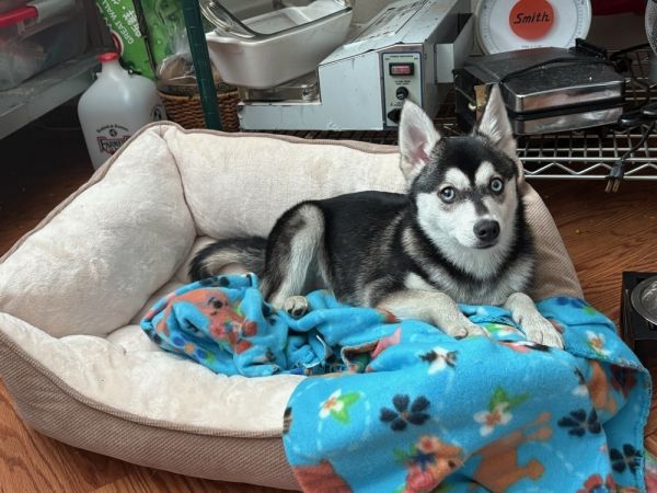 Buddy (Klee Kai)