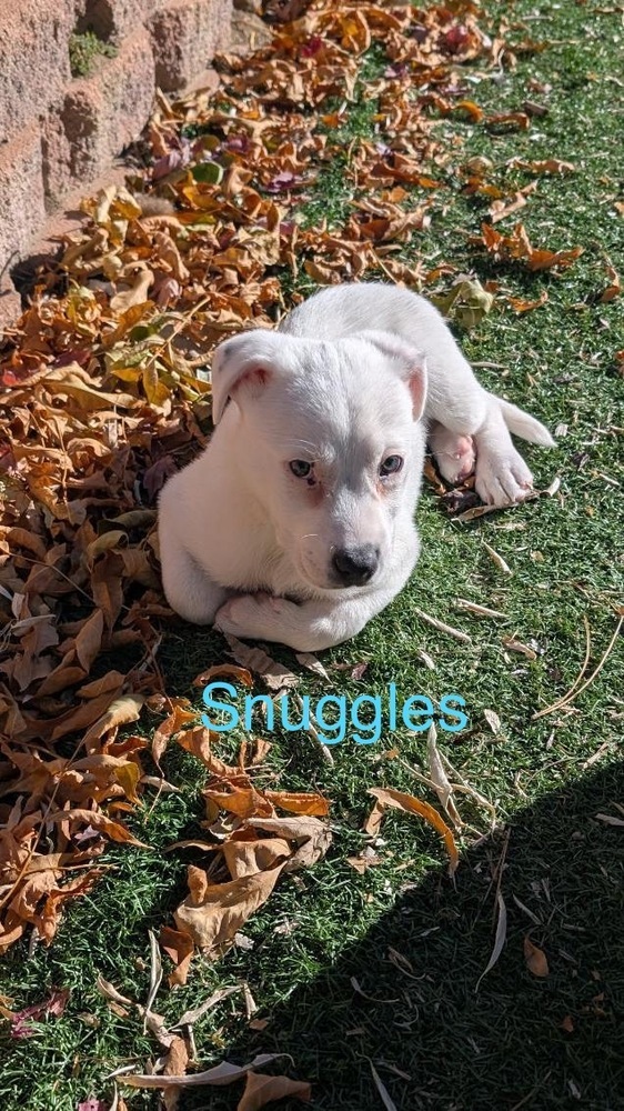 Snuggles