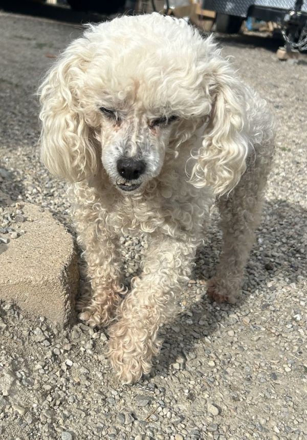 Daphney