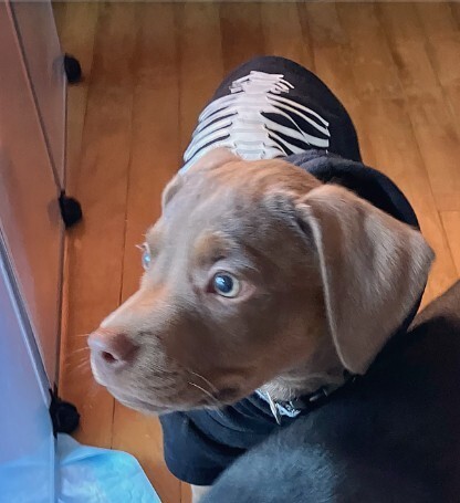 Gemma