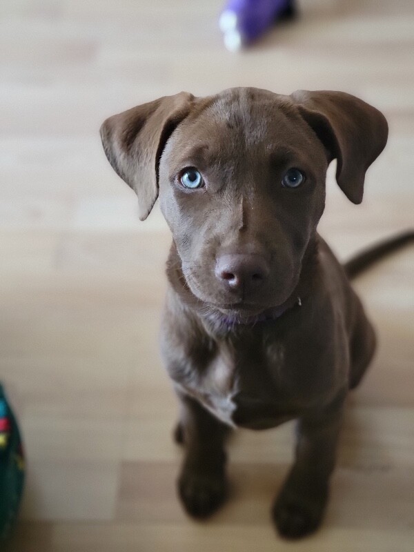 Penelope