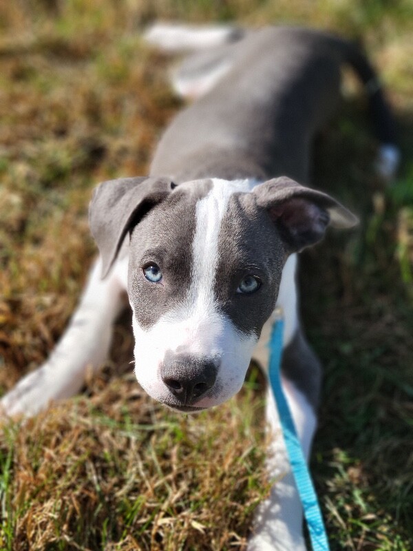Carson