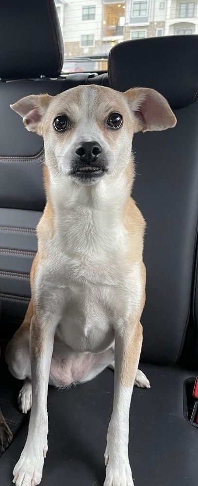 Leila