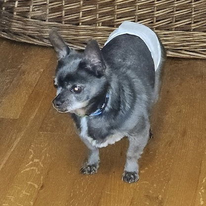 Emmett