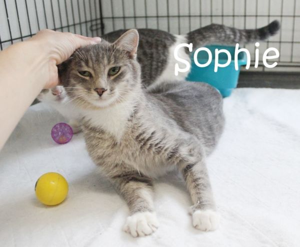 Sophie thumbnail 5