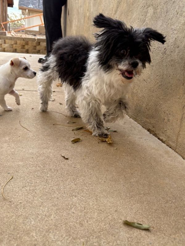 Cindy Lou thumbnail 4