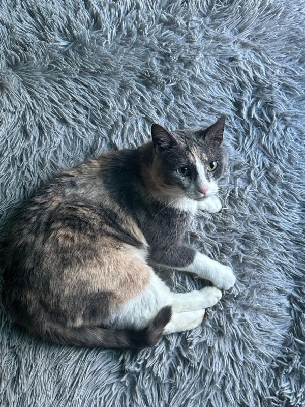 Gossip Girlf thumbnail 2