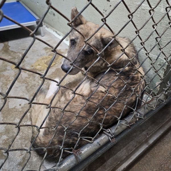 Wolfmeister thumbnail 2