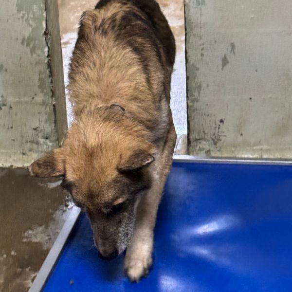 Wolfmeister thumbnail 3