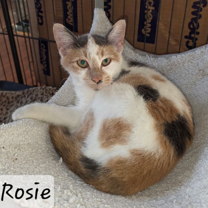 Rosie 1