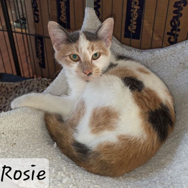 Rosie photo 1
