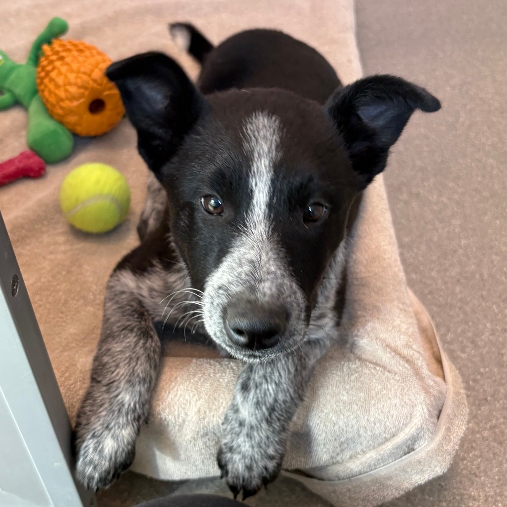 Ray, an adoptable Mixed Breed in Hailey, ID, 83333 | Photo Image 1