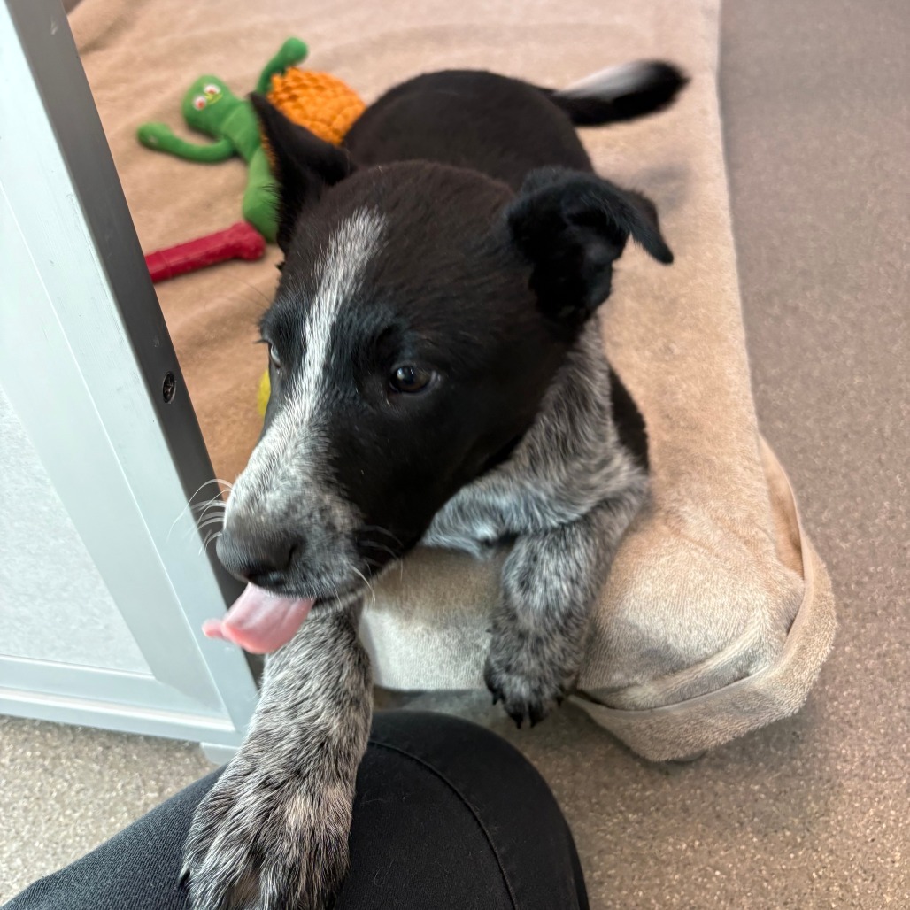 Ray, an adoptable Mixed Breed in Hailey, ID, 83333 | Photo Image 2