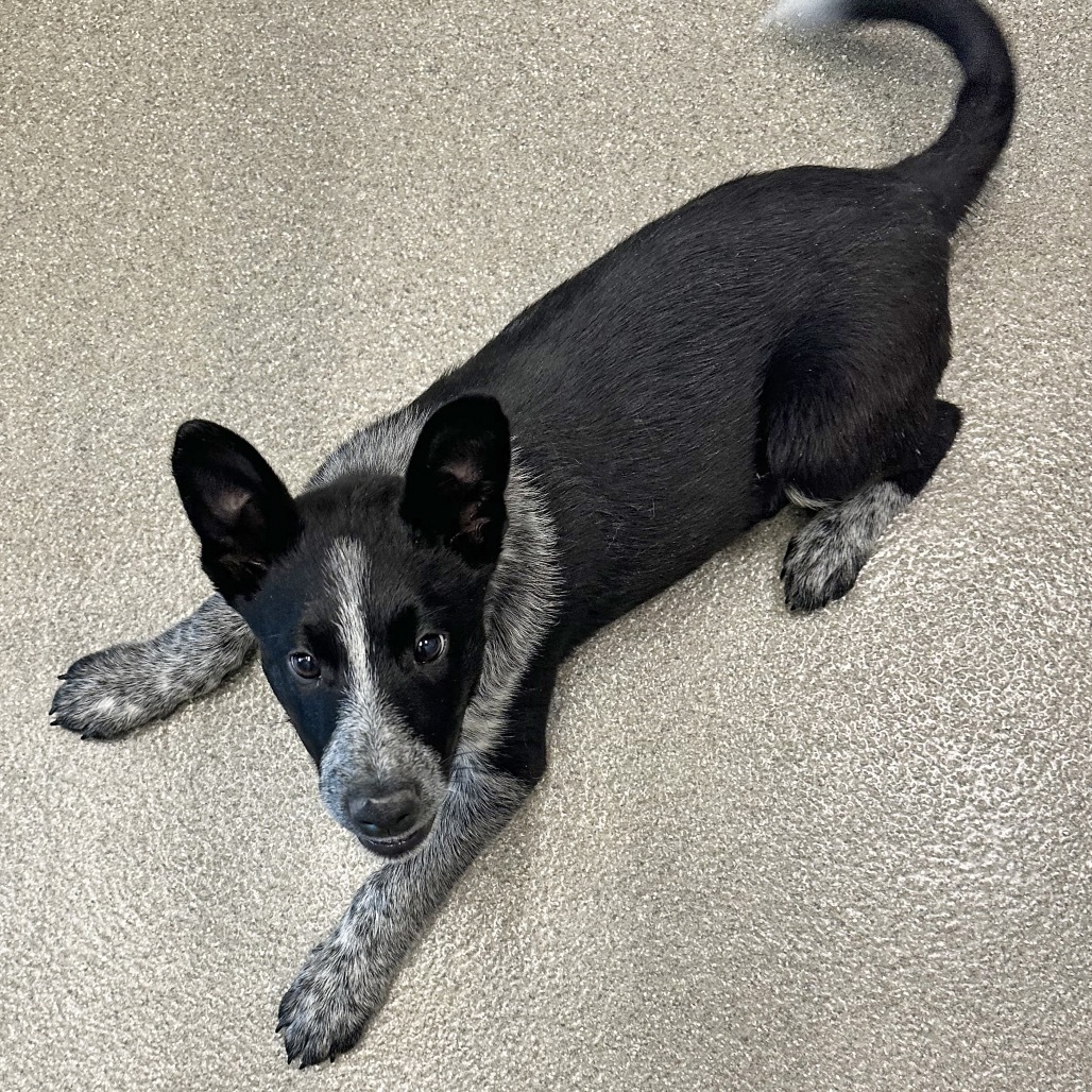 Ray, an adoptable Mixed Breed in Hailey, ID, 83333 | Photo Image 4