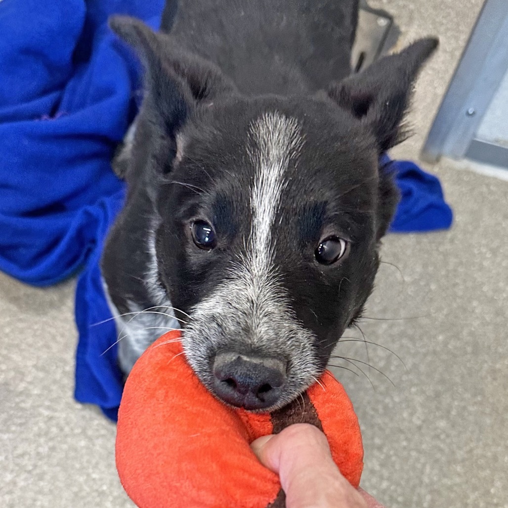Ray, an adoptable Mixed Breed in Hailey, ID, 83333 | Photo Image 5