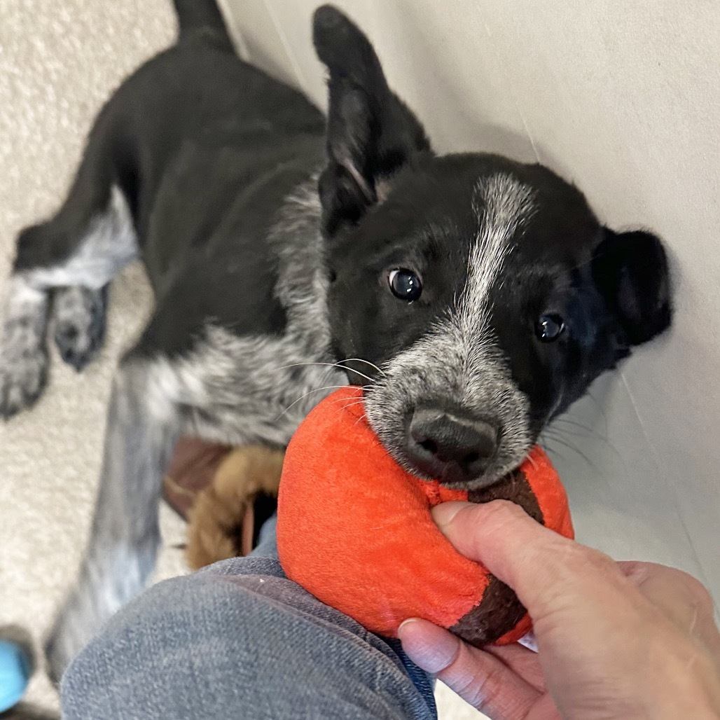 Ray, an adoptable Mixed Breed in Hailey, ID, 83333 | Photo Image 6