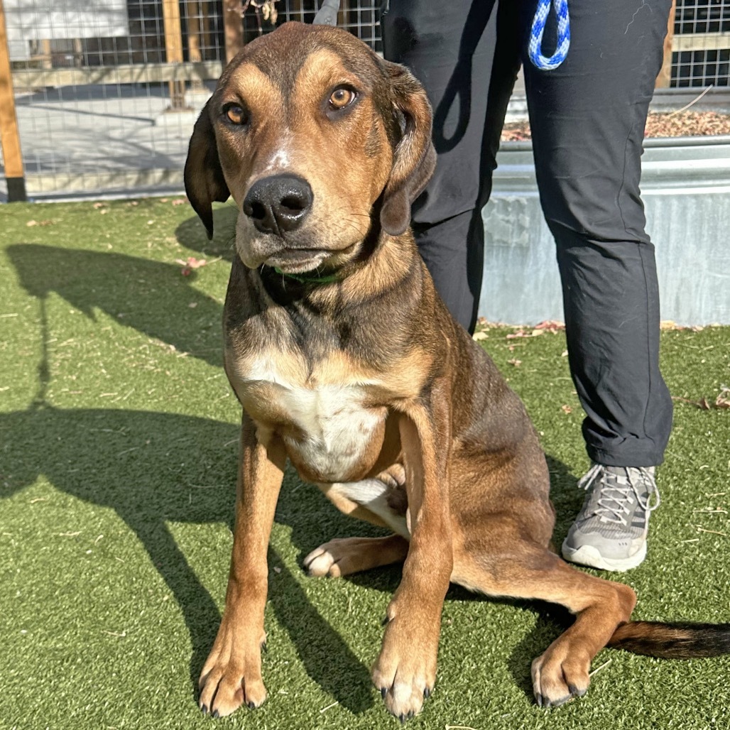 Starsky, an adoptable Mixed Breed in Hailey, ID, 83333 | Photo Image 2