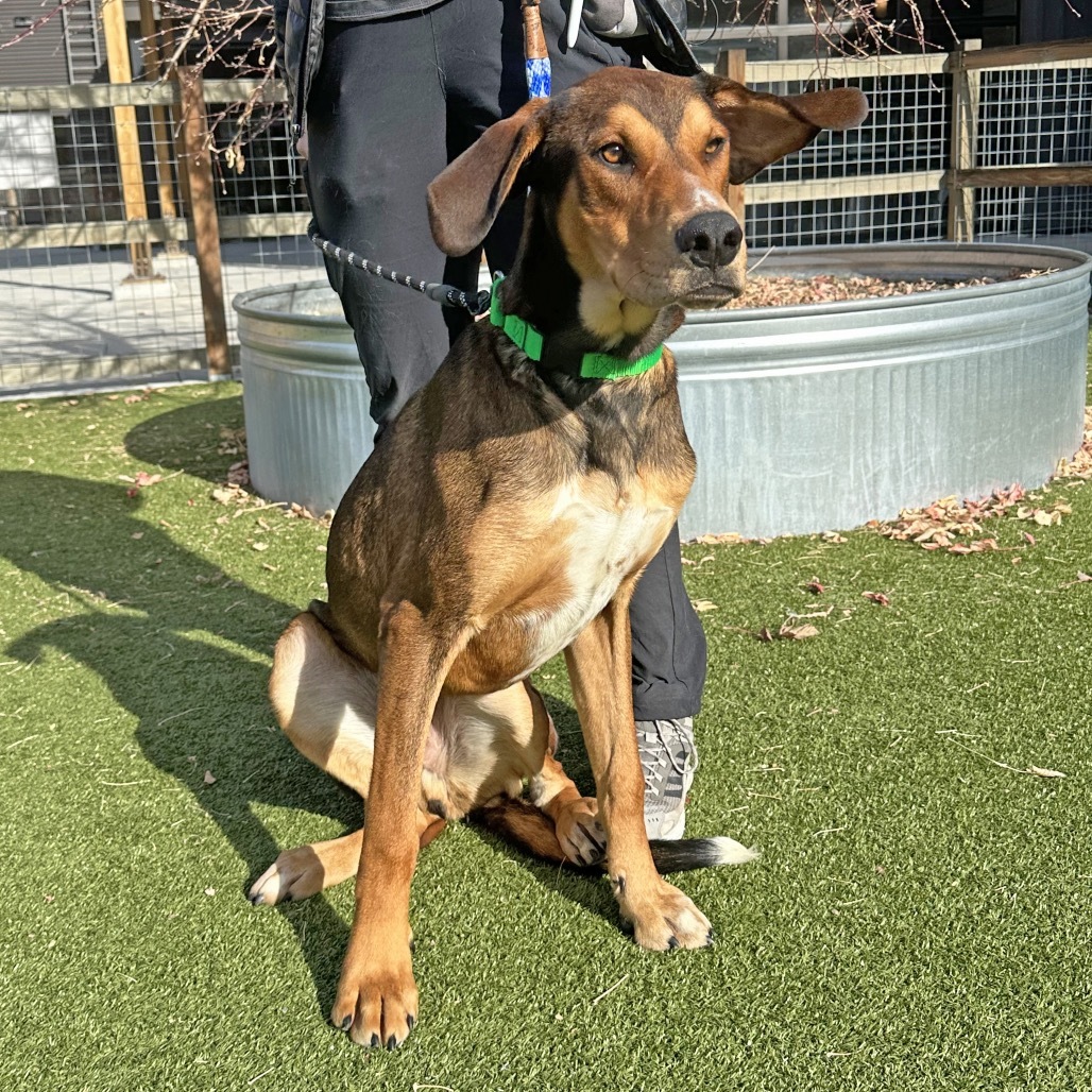 Starsky, an adoptable Mixed Breed in Hailey, ID, 83333 | Photo Image 3