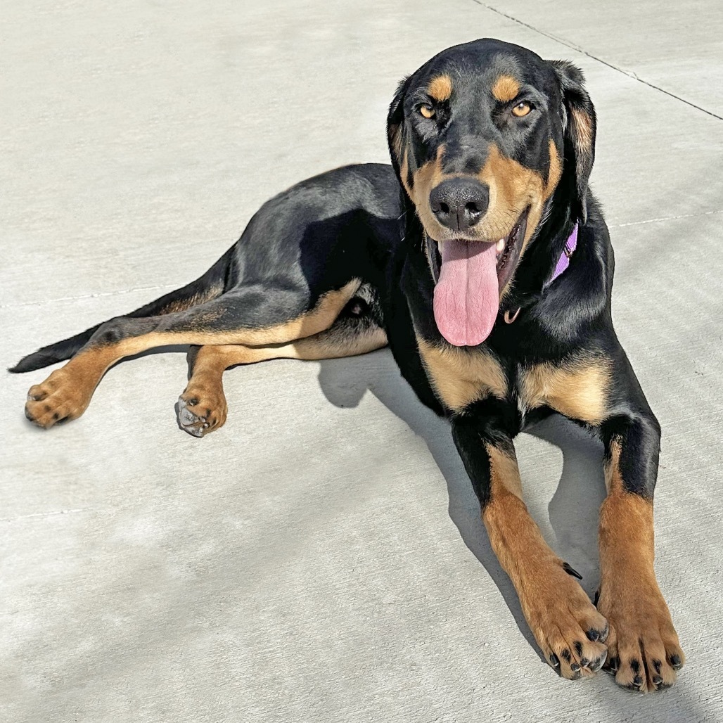 Hutch, an adoptable Mixed Breed in Hailey, ID, 83333 | Photo Image 1
