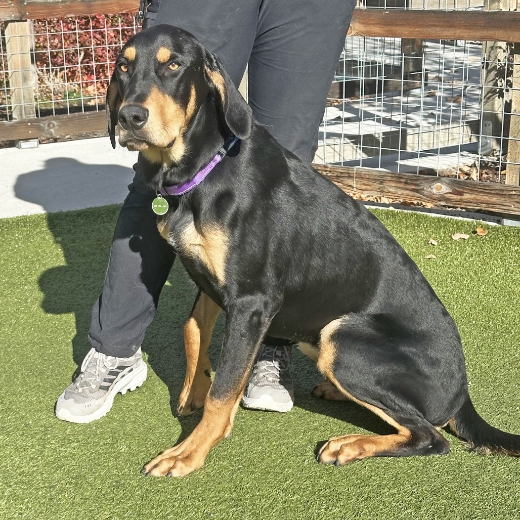 Hutch, an adoptable Mixed Breed in Hailey, ID, 83333 | Photo Image 2