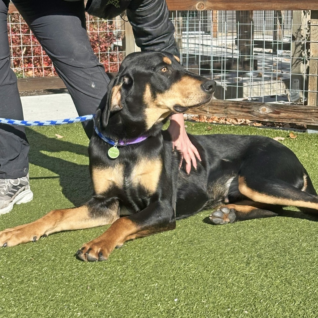 Hutch, an adoptable Mixed Breed in Hailey, ID, 83333 | Photo Image 3