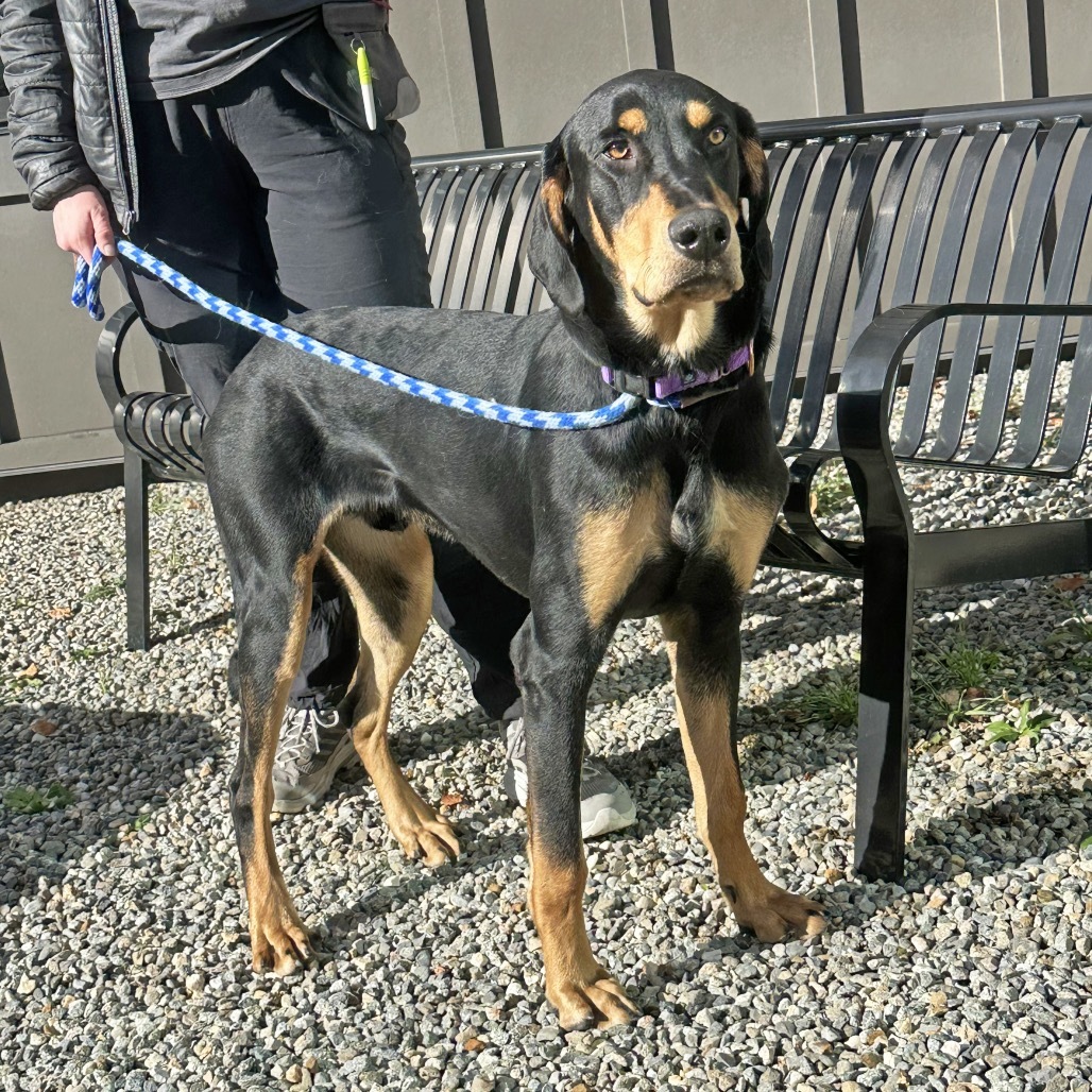 Hutch, an adoptable Mixed Breed in Hailey, ID, 83333 | Photo Image 4