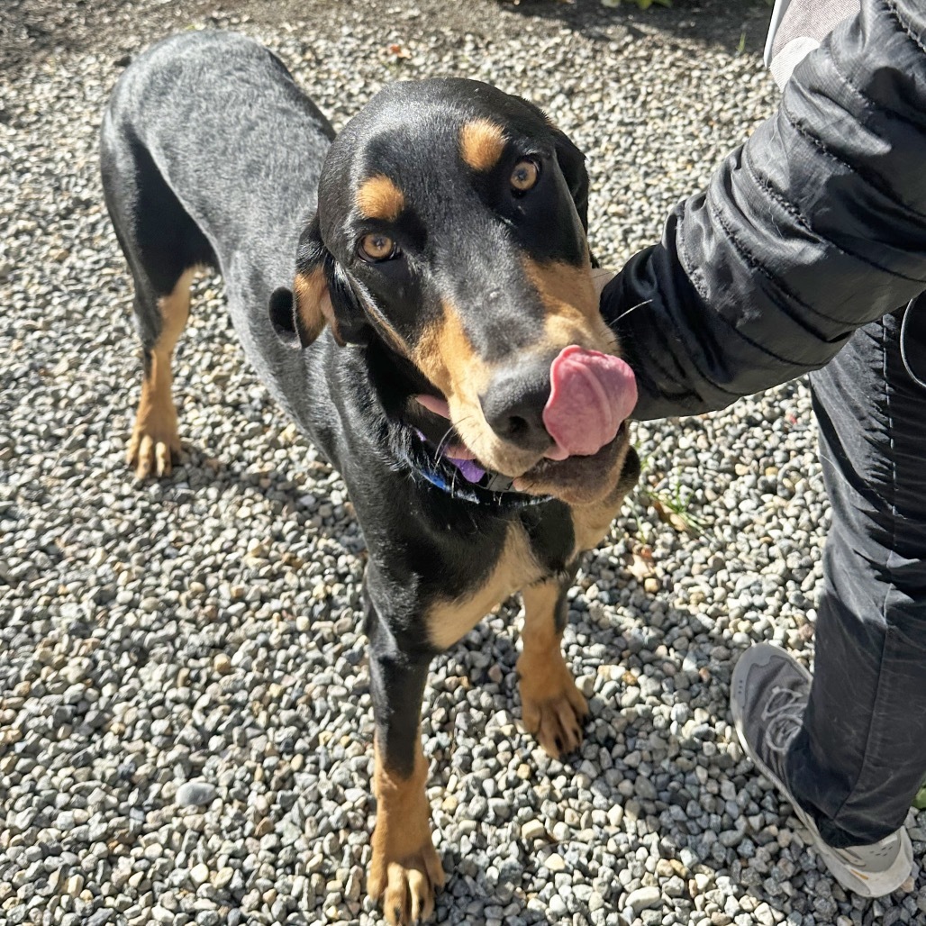 Hutch, an adoptable Mixed Breed in Hailey, ID, 83333 | Photo Image 5