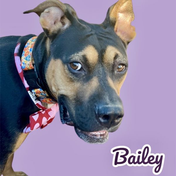 Bailey