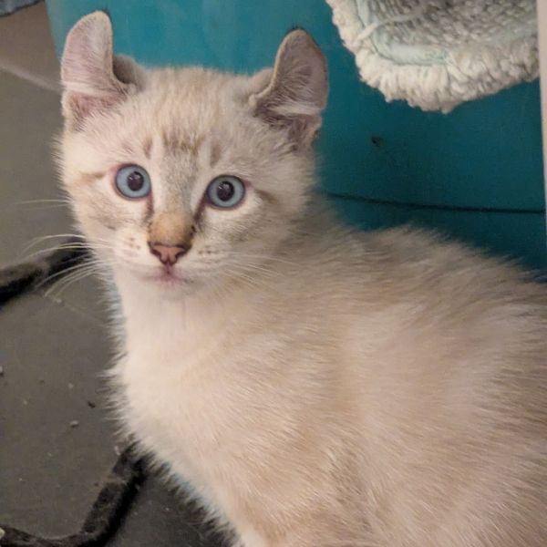 Ermengarde thumbnail 2