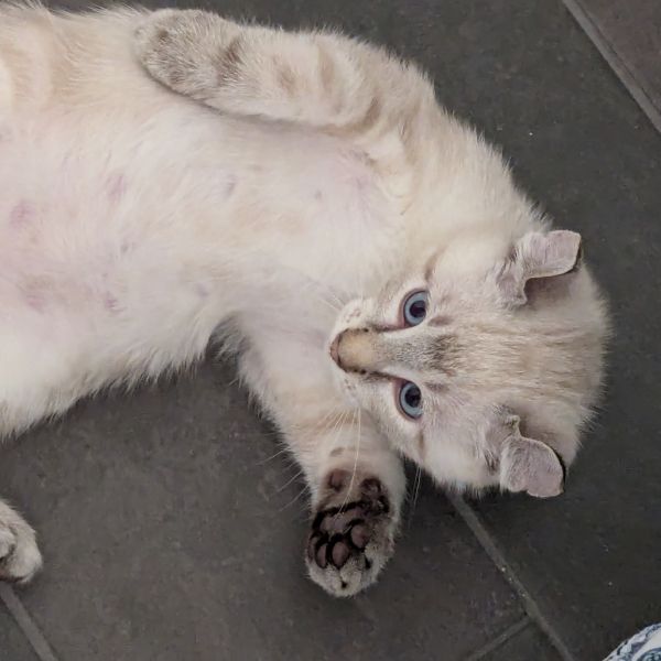 Cornelius thumbnail 2