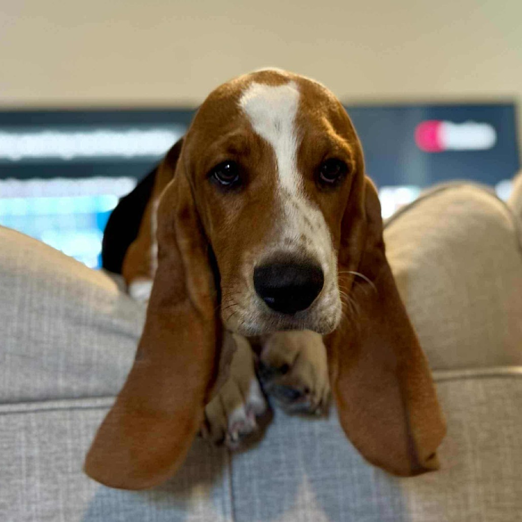 Sir Beauregard Wellington aka Beau JO/YC