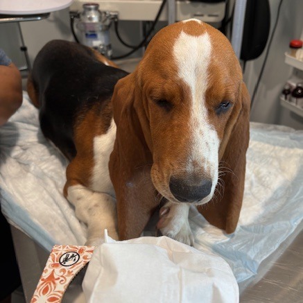 Sir Beauregard Wellington aka Beau JO/YC