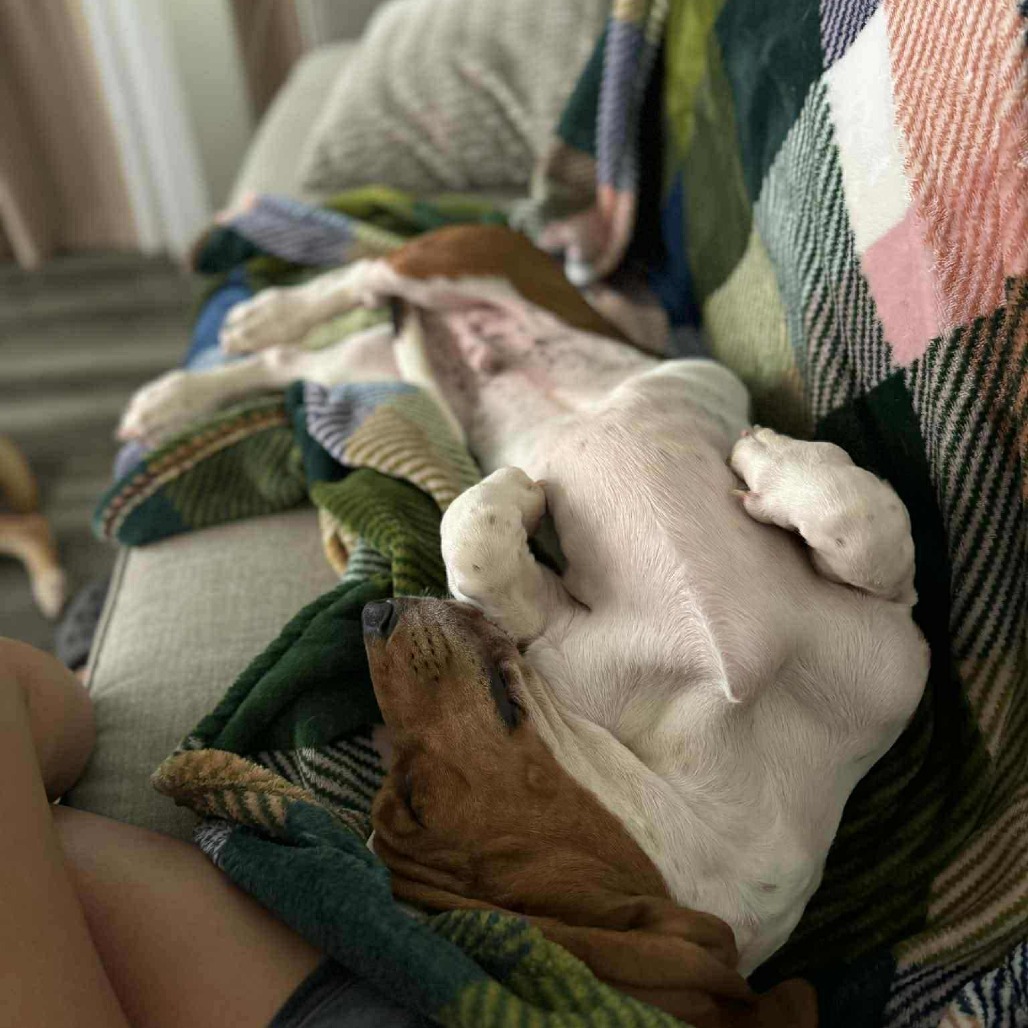 Sir Beauregard Wellington aka Beau JO/YC