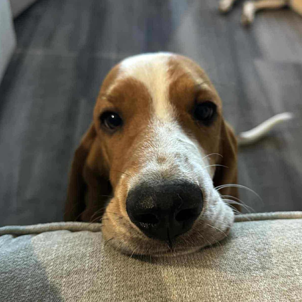 Sir Beauregard Wellington aka Beau JO/YC