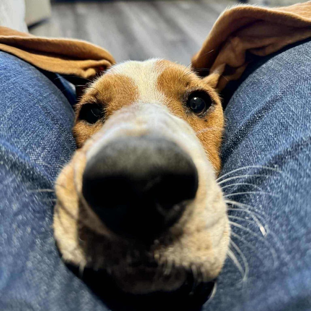 Sir Beauregard Wellington aka Beau JO/YC