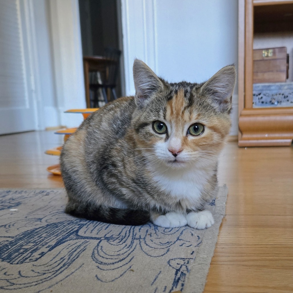 Susan Kittens: Max (fka Kitten 5)