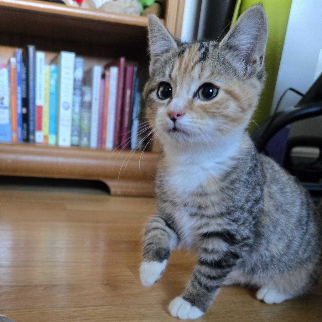 Susan Kittens: Max (fka Kitten 5)