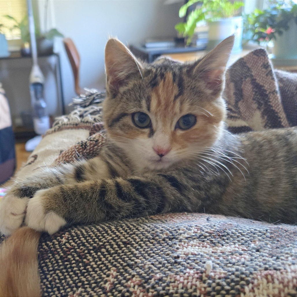 Susan Kittens: Max (fka Kitten 5)