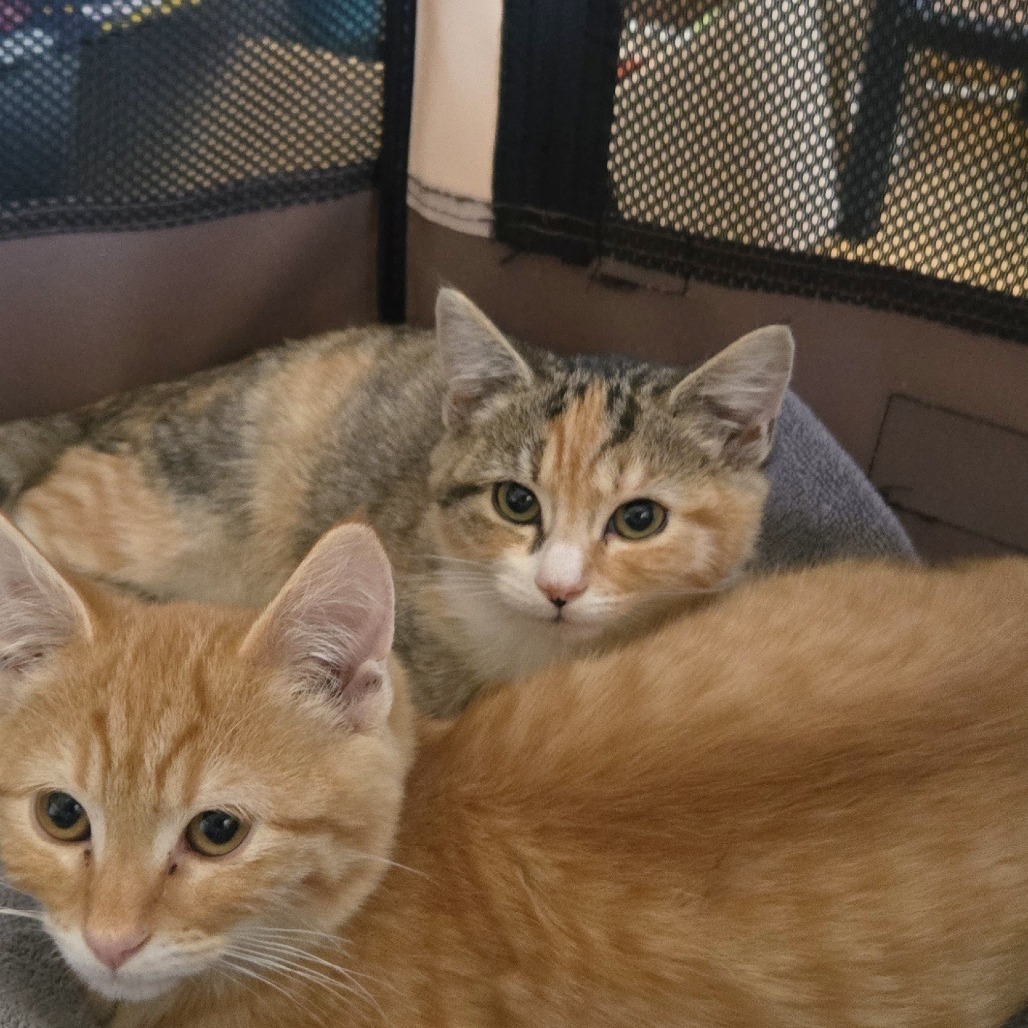 Susan Kittens: Max (fka Kitten 5)