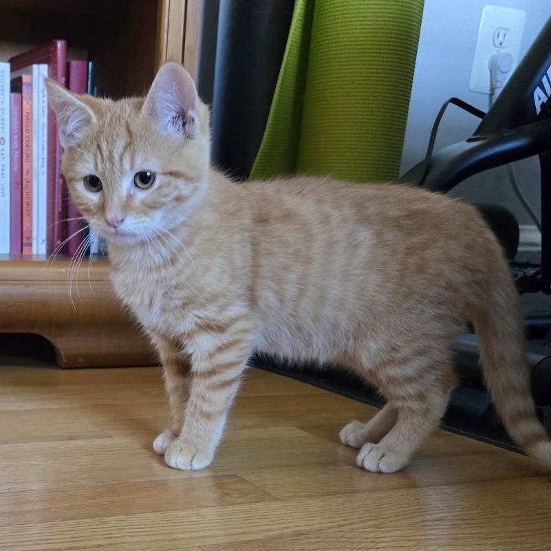 Susan Kittens: George (fka Kitten 6)