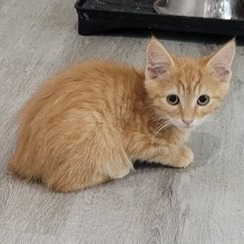 Susan Kittens: George (fka Kitten 6)