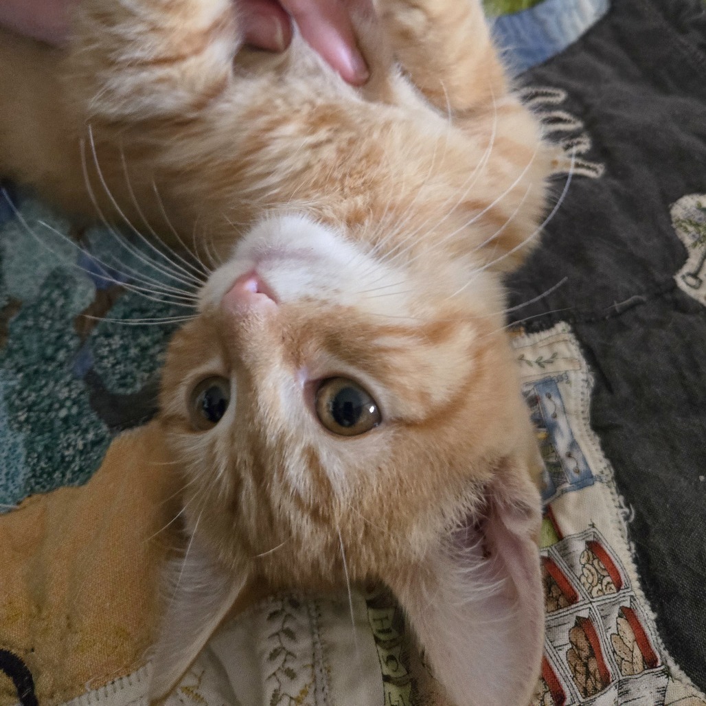 Susan Kittens: George (fka Kitten 6)