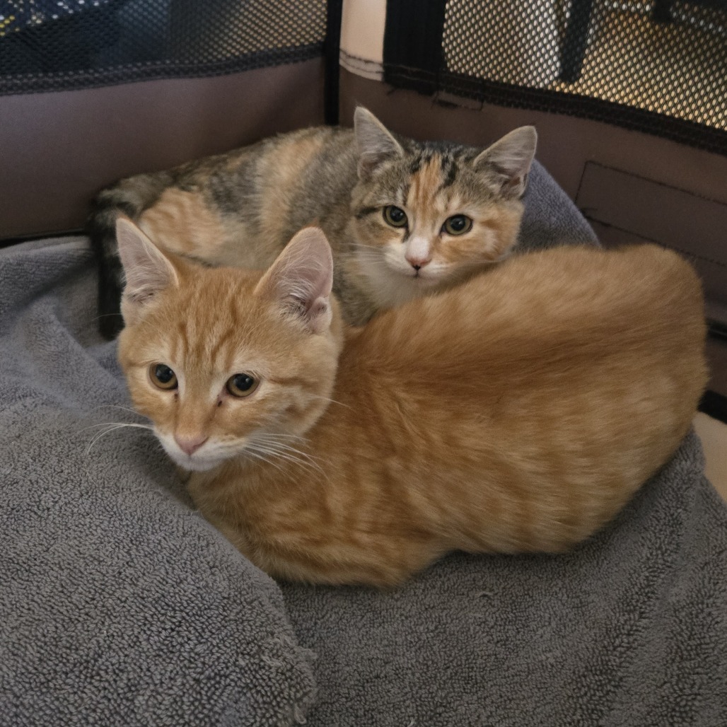 Susan Kittens: George (fka Kitten 6)