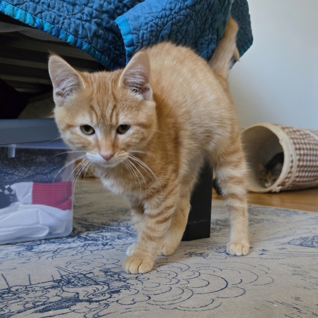 Susan Kittens: George (fka Kitten 6)